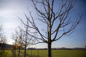 Hochstamm-Obstbäume sind eine Investition für mehrere Generationen.