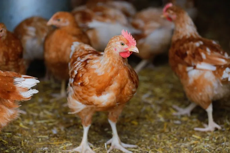 30277b35ee865b9f43656ec8a1b385bf3843dfa0 Bei Mastpoulets sei die Entwicklung im Bereich der tierfreundlichen Produktion «höchst problematisch», so der STS. Ausser Coop führ kaum jemand entsprechende Produkte überhaupt im Sortiment. (Bild Peter Röthlisberger / BauZ)