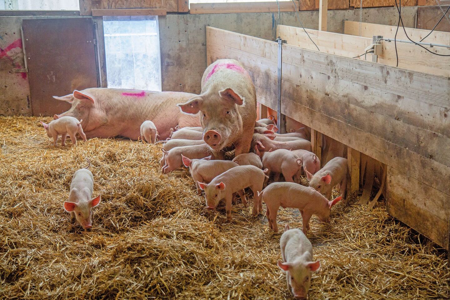 Muttersauen und ihre Ferkel stehen im tief mit Stroh eingestreuten Stall.
