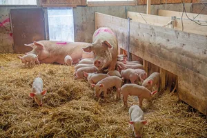 Vorbildlicher Gruppensäugestall für Schweine in der Schweiz: Muttersau mit Ferkeln in hellem, eingestreutem Liegebereich mit Ferkelnestund draussen einem Auslauf.