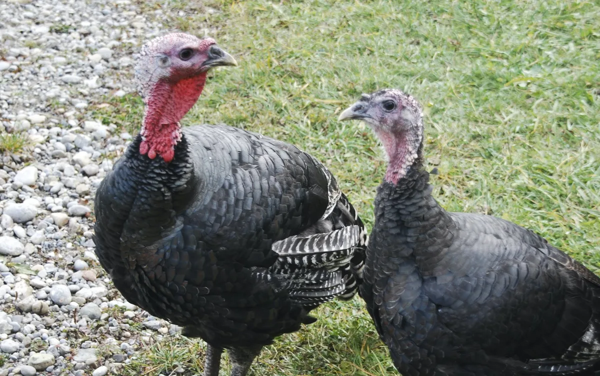 3401_truten_rb_3 Bei Familie Schweizer sind die Truthähne auf Diät