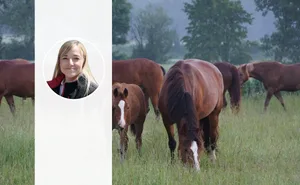 Pauline Queloz vom Schweizerischer Freibergerverband SFV sagt, der Abwärtstrend bei den Fohlengeburten sei die grösste Herausforderung für den Verband.