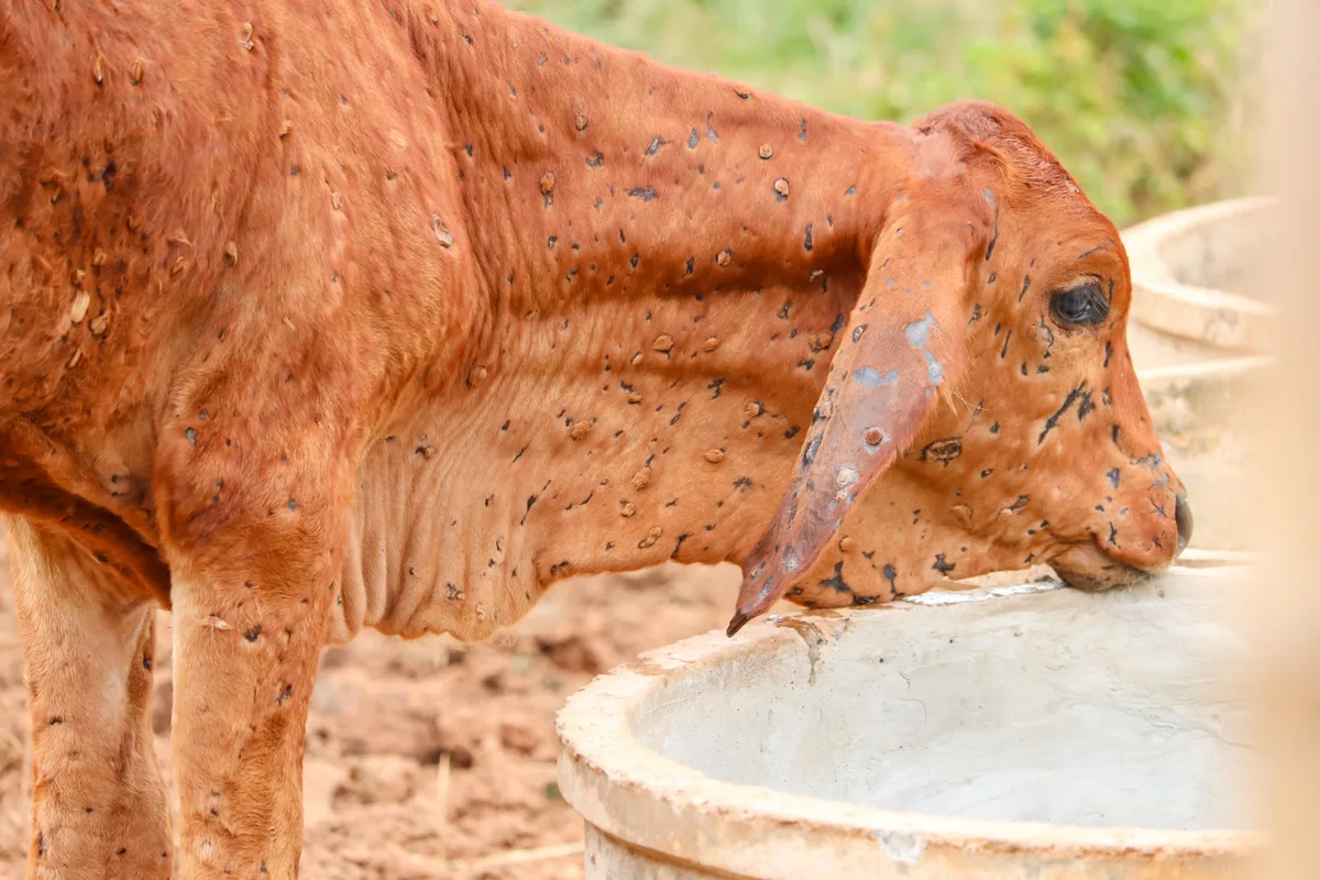 Lumpy-skin-disease-adobestock Grosser Ausbruch von Rinderkrankheit in Nepal