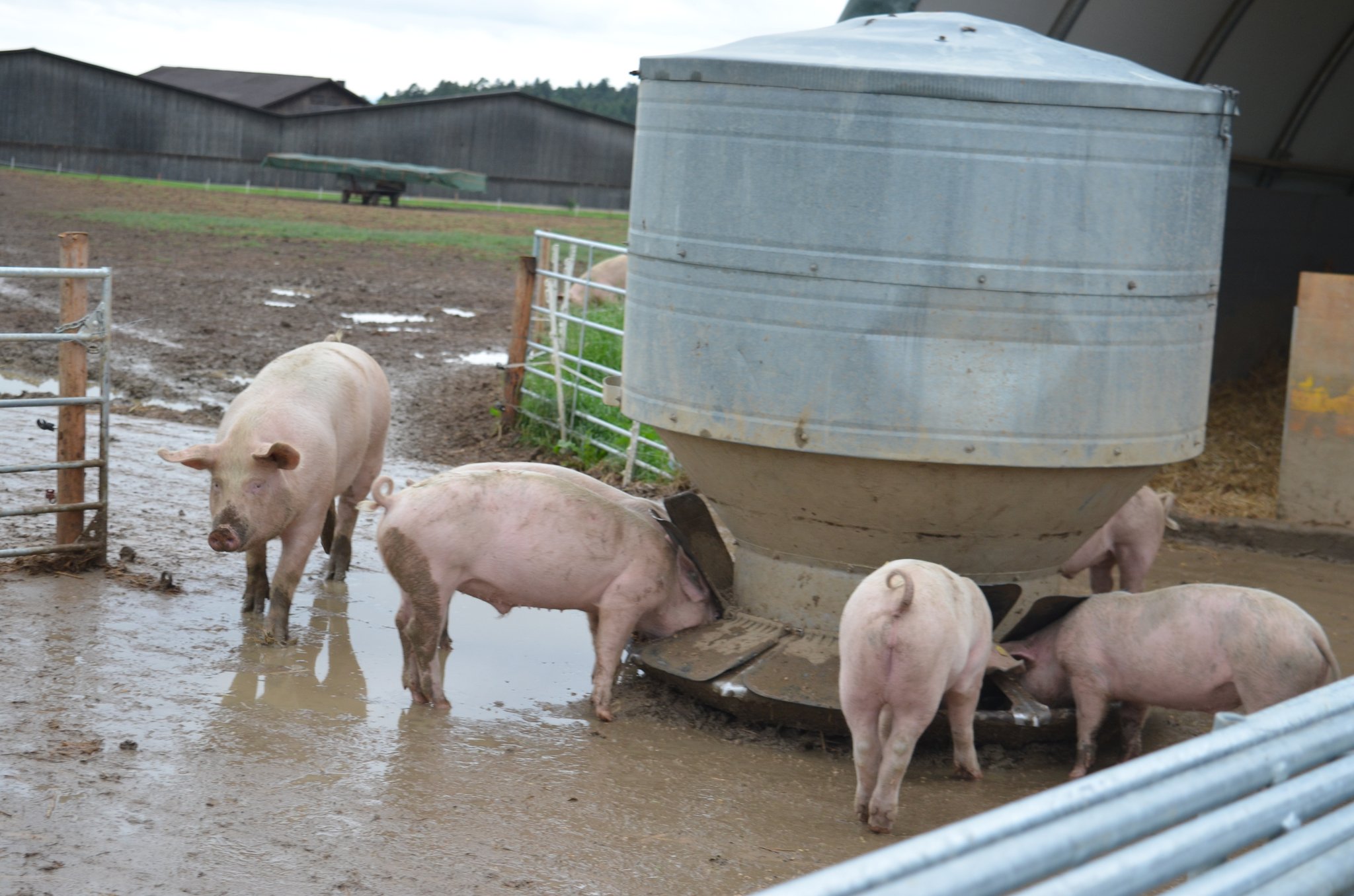 Das Massnahmenzentrum Kalchrain in Hüttwilen TG praktiziert die Freilandschweinehaltung. Bilder Isabelle Schwander&nbsp;
