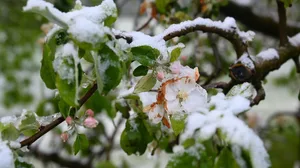 Rund 85% der gegen Frost versicherten Betriebe in Genf und 40% im Wallis haben einen Schaden an Obstbäumen oder Reben gemeldet.