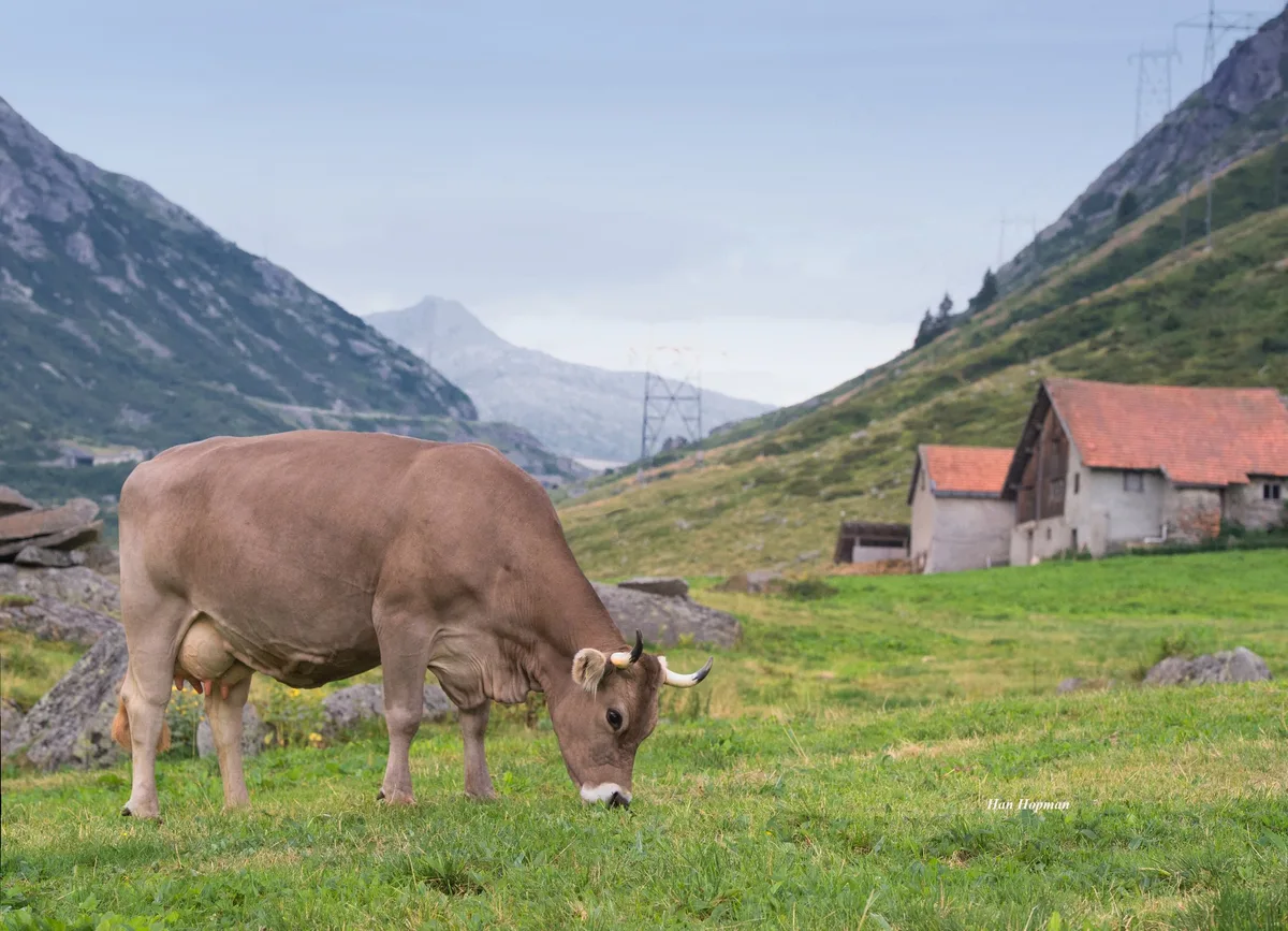 BVCH18348 Original Braunvieh ist im Trend