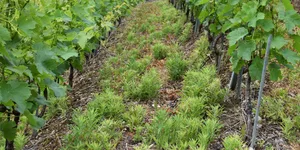 Wenn das Unkraut nicht mehr auf Herbizide anspricht, wird die Bekämpfung schwierig. Weltweit wurden laut Agroscope bei 267 Unkrautarten Herbizidresistenzen nachgewiesen, gegen 165 verschiedene Wirkstoffe und in 72 Ländern.