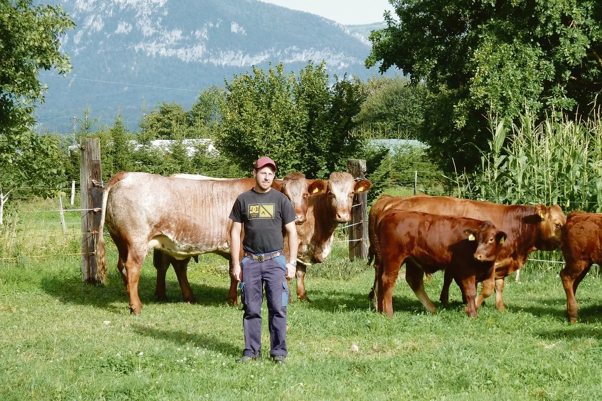 f7c27f1cb743e91d32168ff1382b025c08de16ea In Simon Kaufmanns Herde laufen weissschimmlige Shorthorn-Mutterkühe, reinrassige Limousin und F1-Kreuzungstiere.(Bilder jsc)