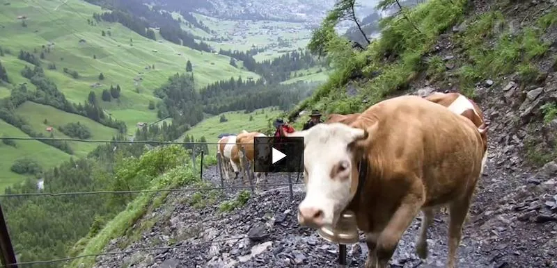 86858c3f8bf820266fb06ad4d114d9522b241bb0 Bald geht es wieder z Alp. Mit dem Dokumentarfilm von Thomas Rickenmann kann man sich schon mal einstimmen. (Printscreen SRF Dok)