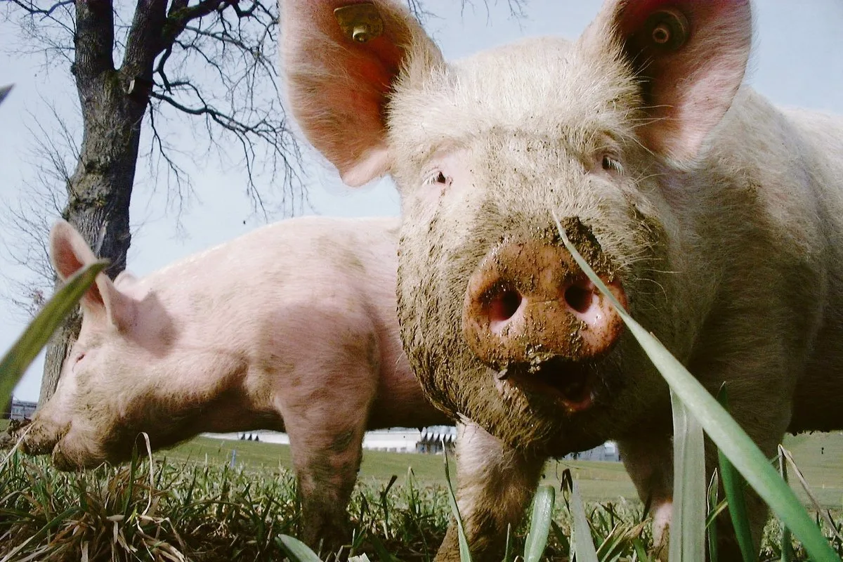 16bf410c86b52f7ef436c2140a765e26c8c2da47 Kommt die Afrikanische Schweinepest in die Schweiz, müssten auch die Freilandschweine in den Stall. (Bild BauZ)