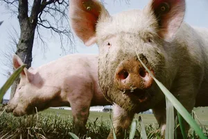 Kommt die Afrikanische Schweinepest in die Schweiz, müssten auch die Freilandschweine in den Stall. (Bild BauZ)