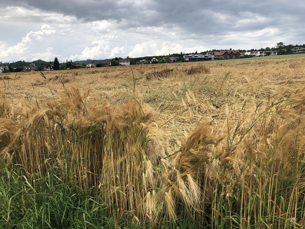 95'000 Tonnen mangelhaftes Brotgetreide deklassiert