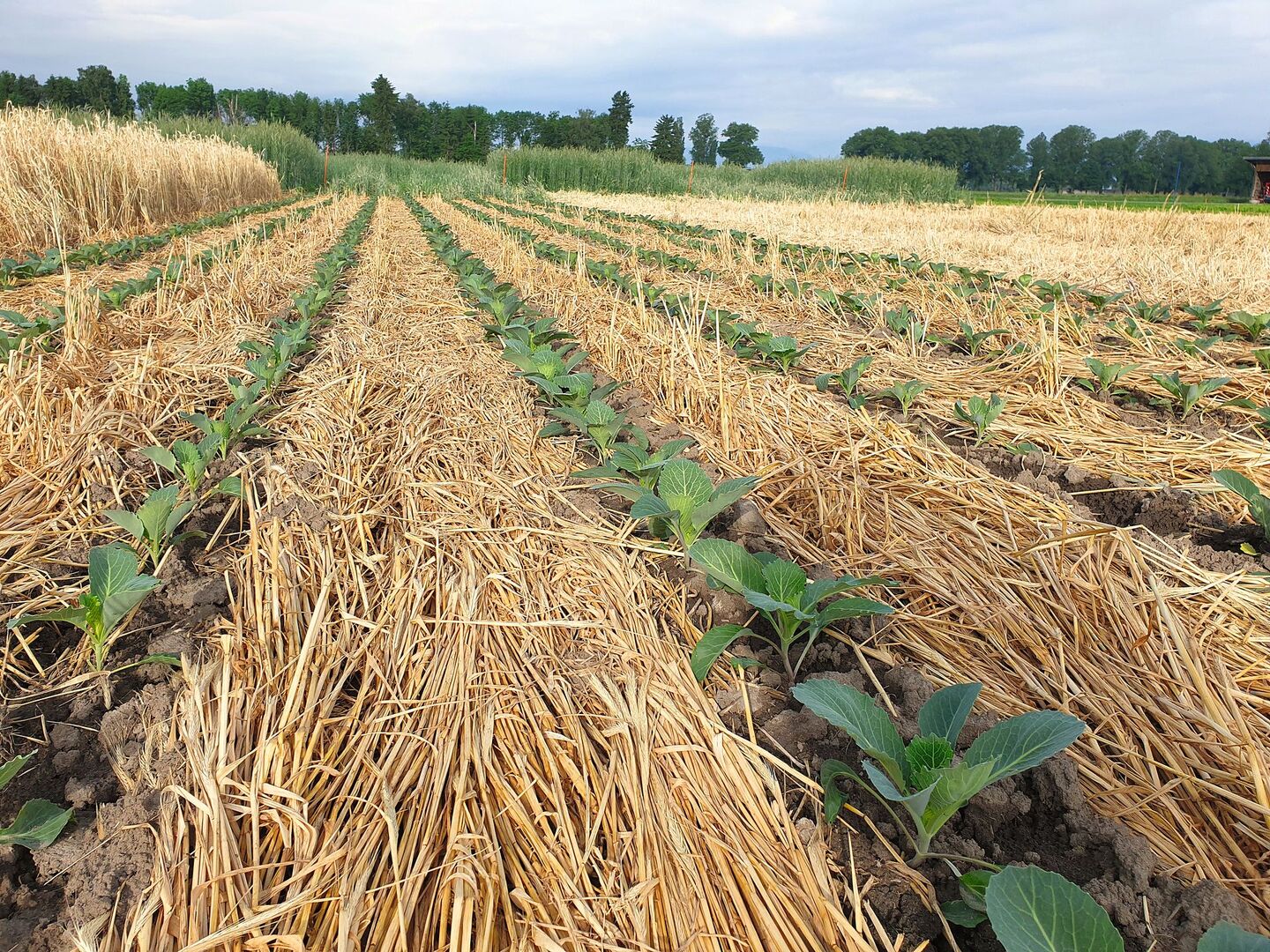 Kohlanbau, angelegt mit Strip-Till-System in nicht-überwinternder Gründüngung, die von einer Faca-Walze auf den Boden gelegt wurde