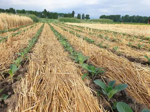 Kohlanbau, angelegt mit Strip-Till-System in nicht-überwinternder Gründüngung, die von einer Faca-Walze auf den Boden gelegt wurde