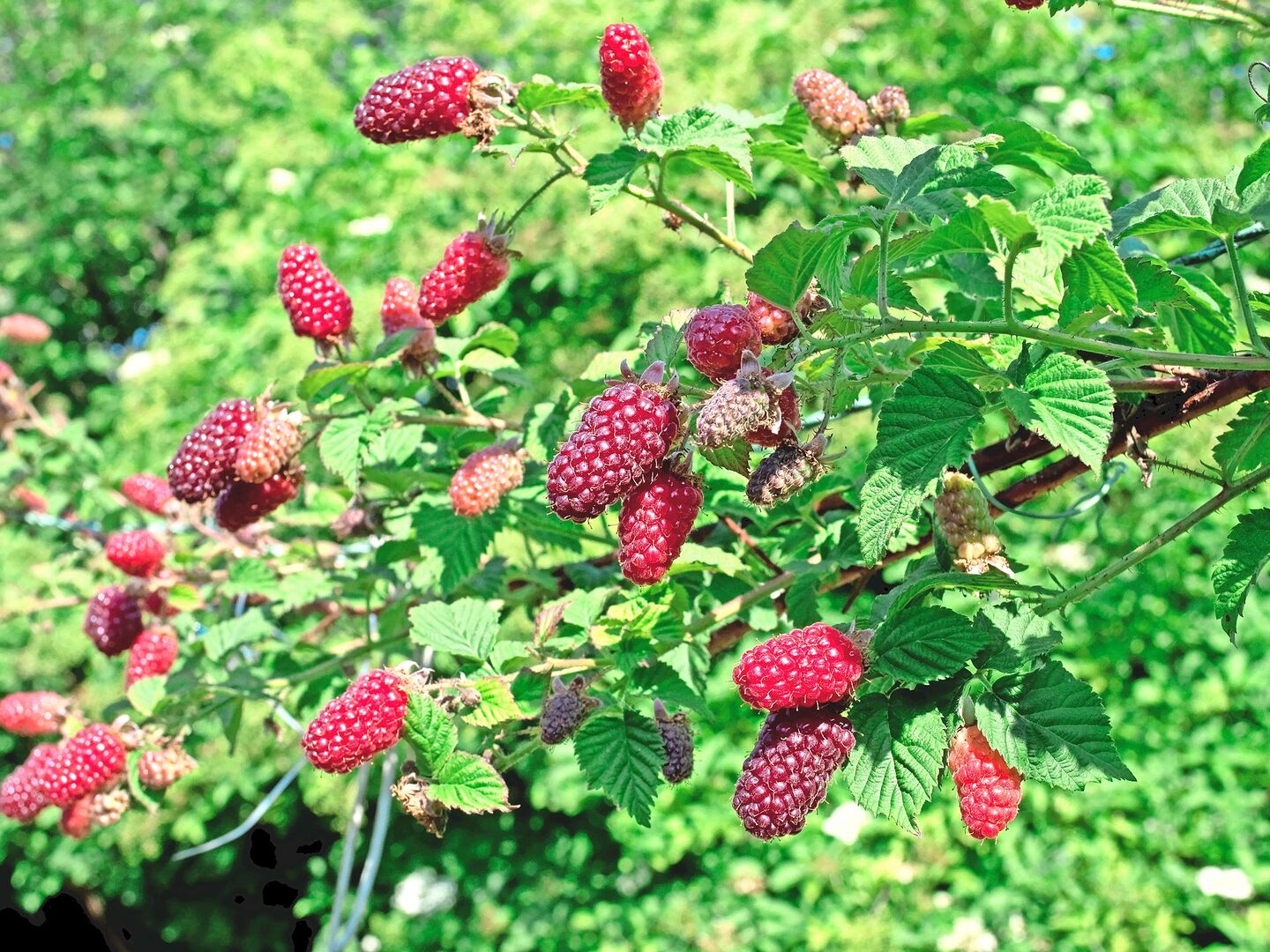 Bindet man die dornigen Ranken an ein Gerüst, lassen sich Taybeeren gut ernten.