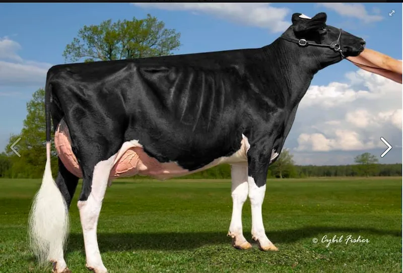 6403190f42f4ed52ae9b087d9000f042b86bf261 Die schöne Kamps Appleb America VG 89. Die Undenied-Tochter America stammt aus der bekannten Apple-Familie ab. (Bild cf)