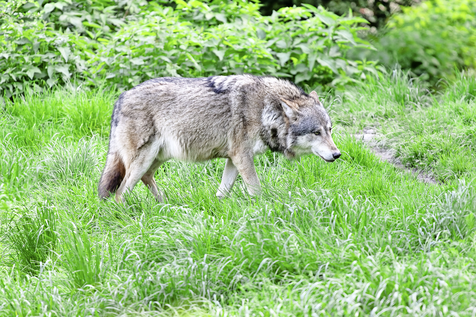 Biologe Marcel Züger erwartet eine Zunahme der Wolfsrisse