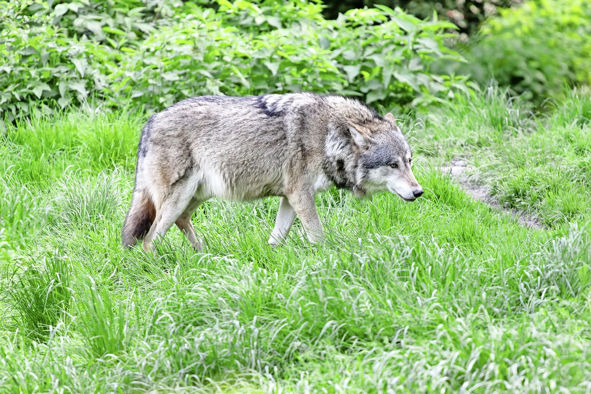 Biologe Marcel Züger erwartet eine Zunahme der Wolfsrisse