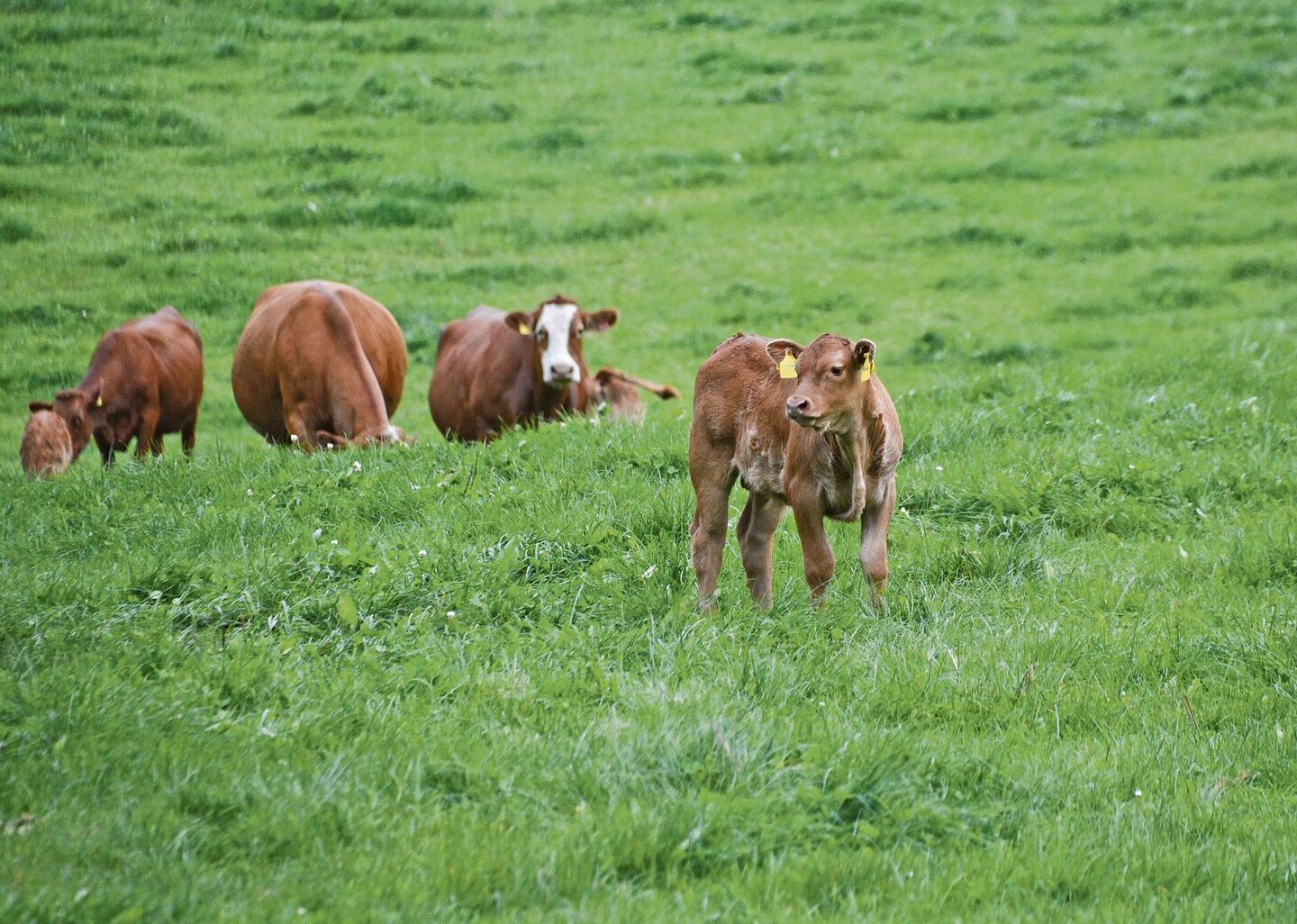 Erste Zahlen von Mutterkuh-Klimaprojekten gibt es am Nordwestschweizer Mutterkuhtag.