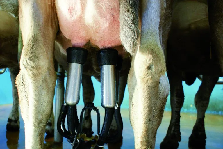 2d08d5e478cf9eb0f25315aeaa83a78f7b77e775 Rund 155 Milchbetriebe wollten 2020 neu Biomilch abliefern. Ihre Milch fliesst nun weiterhin ein Jahr in den konventionellen Kanal. (Symbolbild lid)