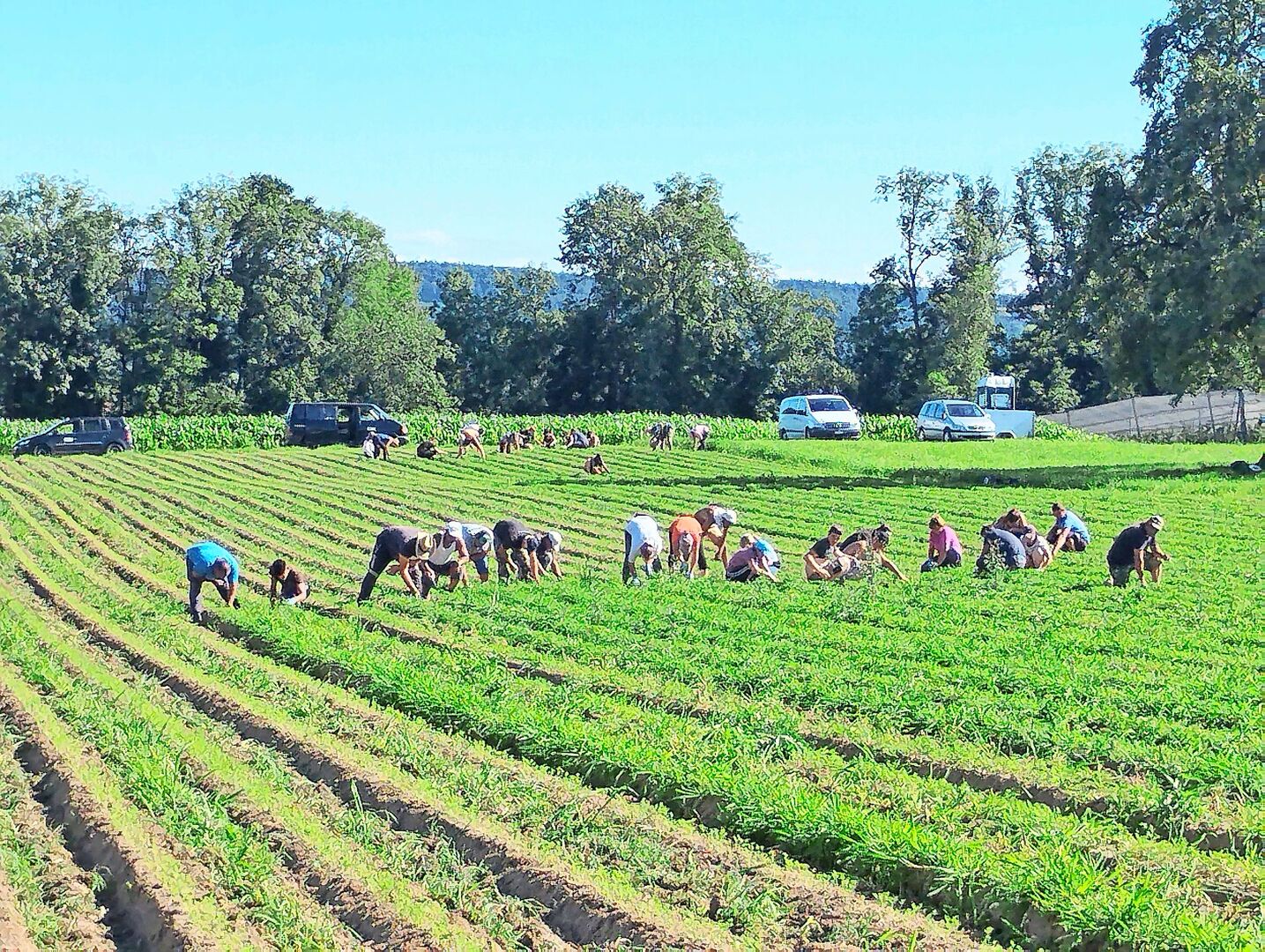 Die meisten Mitarbeitenden von Roman Dünners Biogemüsebetrieb stammen aus Polen, Rumänien, Ungarn und der Slowakei.