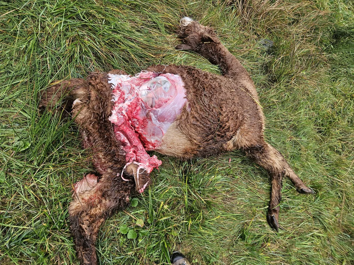 OS-E-51-Wolf_92308 Wildhut erlegt Leitrüden des Kärpfrudels