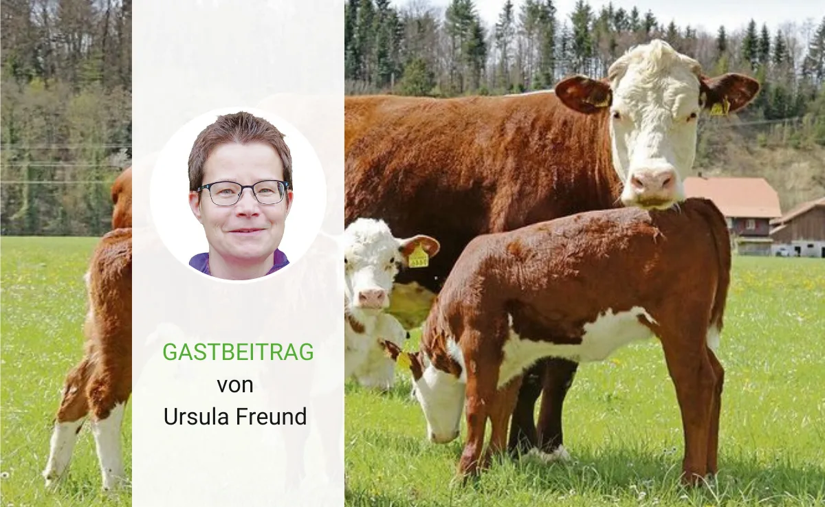 Spannendes Programm an der beef.ch – Erlebnis Rind in Courtemelon