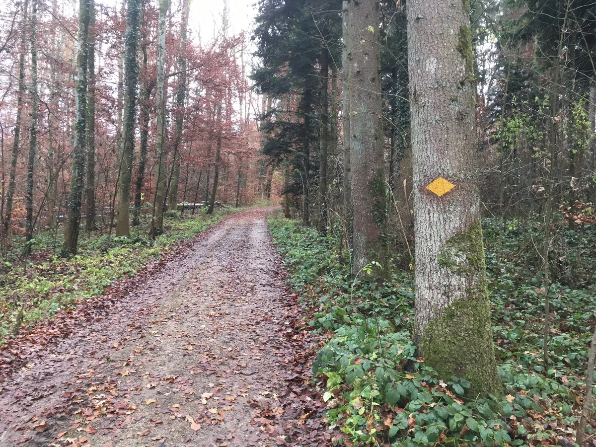 WaldSchweiz wehrt sich gegen Waldsperrungen wegen ASP