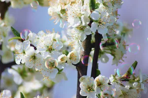 Anders als die bisher getesteten Bestäubungsroboter zerstören die Seifenblasen die Obstblüten nicht. (Bild Pixabay)