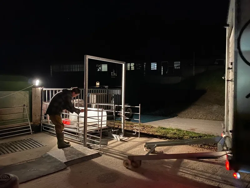 hoftoetung_schwein Endlich 90 statt 45 Minuten Zeit nach der Hof- oder Weidetötung