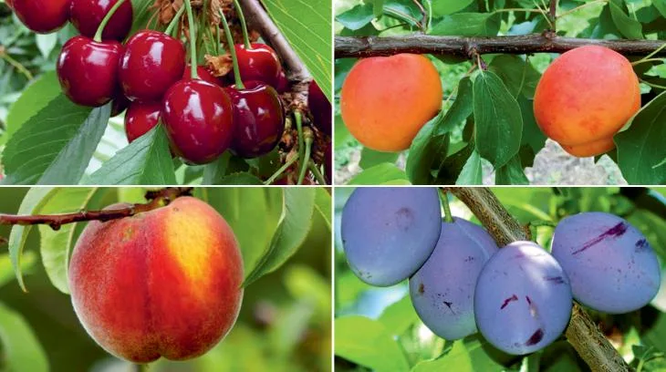 Das neue FiBL-Merkblatt widmet sich dem Pflanzenschutz im Bio-Steinobstbau. (Bild FiBL)