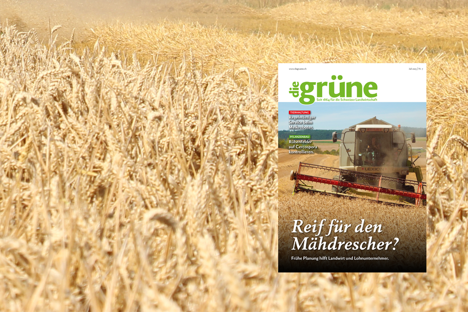 «die grüne» im Juli 2025 – Reif für den Mähdrescher?
