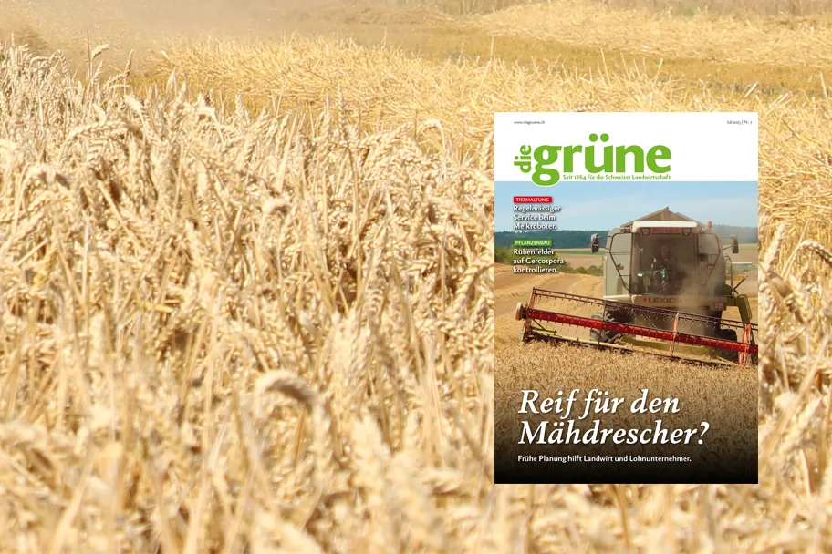 «die grüne» im Juli 2025 – Reif für den Mähdrescher?