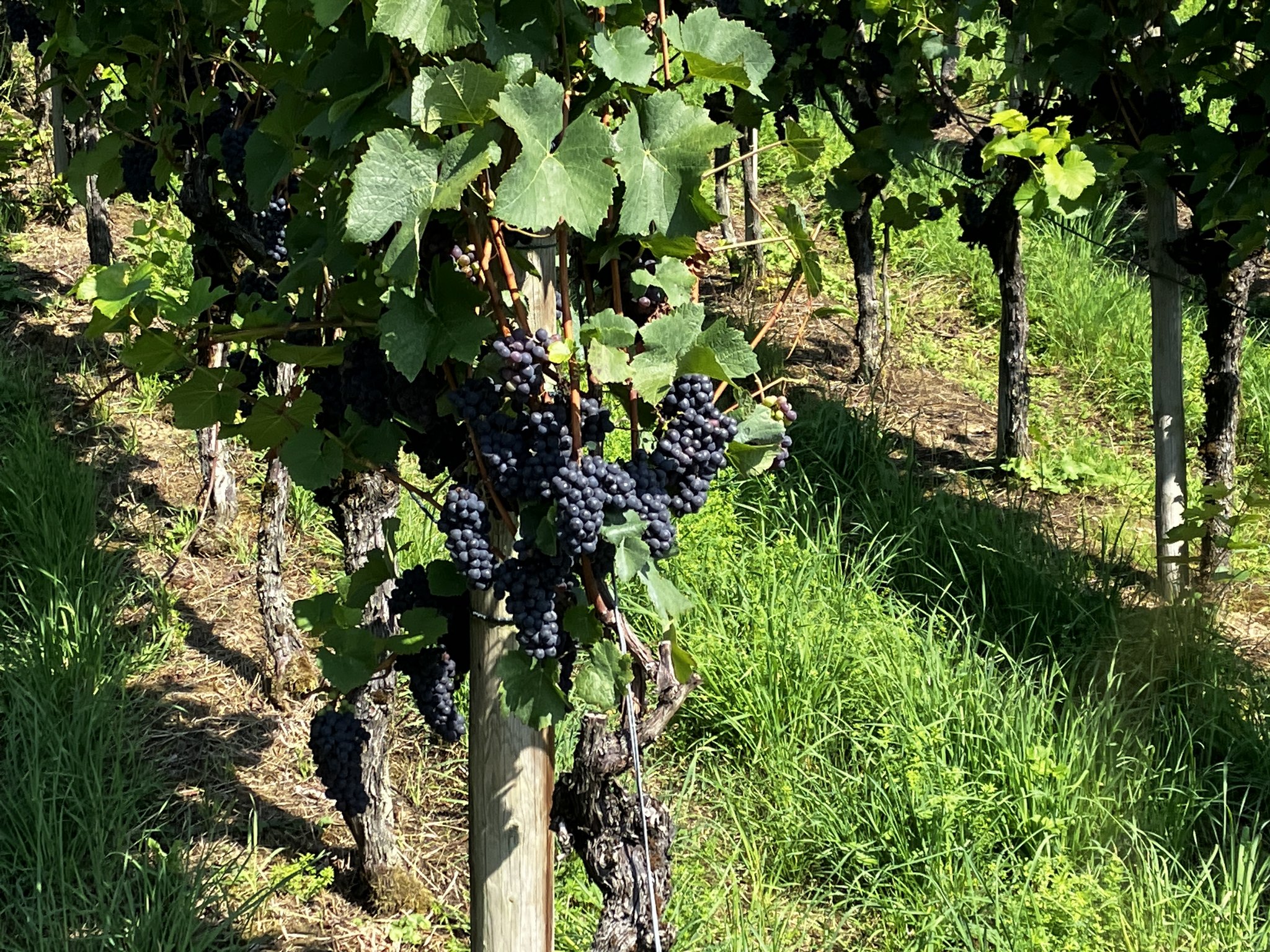Der Weinbau in der Schweiz