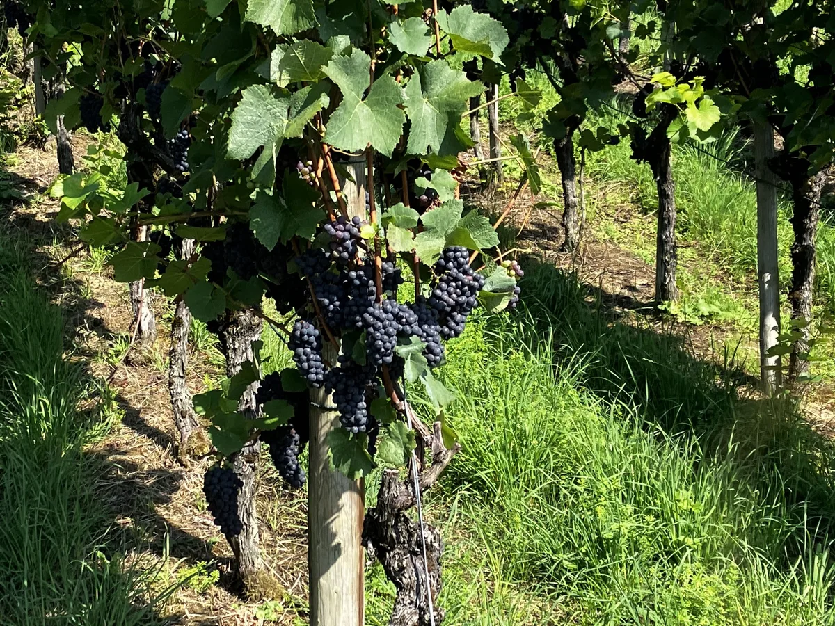 Trauben Der Weinbau in der Schweiz