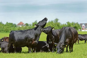 Migros auf Kuschelkurs? Label-Produzenten wie jene von Swiss Black Angus scheinen im Ladengestell trotz Effizienzprogramm nichts befürchten zu müssen.