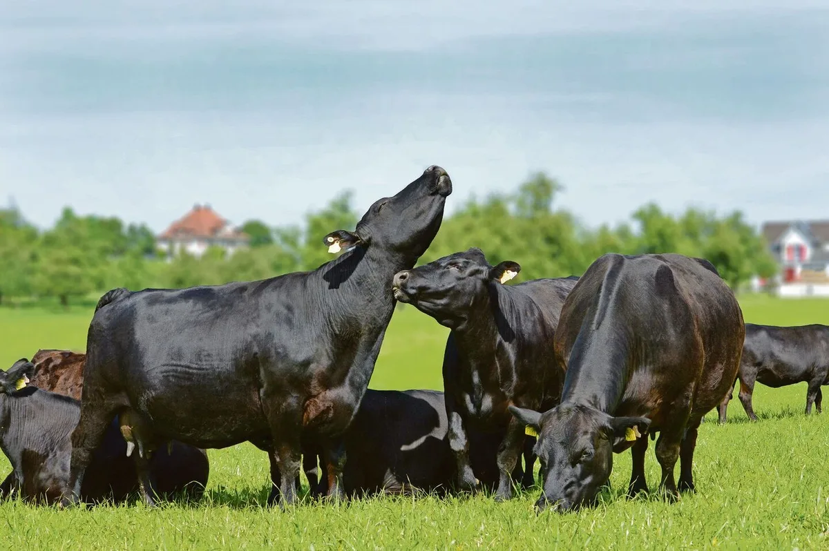 21b14bbef1ade2f9eee99d6feeb1a601f1615f95f953056f2329f7fb1aa942ad Migros auf Kuschelkurs? Label-Produzenten wie jene von Swiss Black Angus scheinen im Ladengestell trotz Effizienzprogramm nichts befürchten zu müssen.