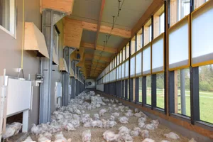 Dank der klimatisierten Aussenbereiche haben die Mastpolets ganzjährig die Möglichkeit für mehr Auslauf. (Bild lja)