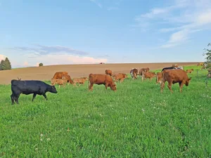Bei nassen Verhältnissen ist es sinnvoll, nur hungrige Tiere auf die Weide zu treiben und die tägliche Weidezeit zu verkürzen.