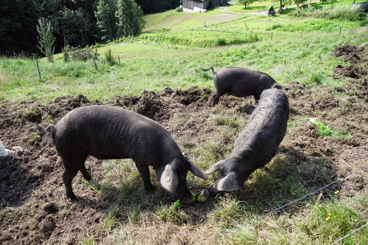 Der zur Nachzucht ausgeliehene Eber Ferdinand (stärker behaart) fühlt sich wohl bei den beiden Damen Black und Beauty. Bild: Michael Götz