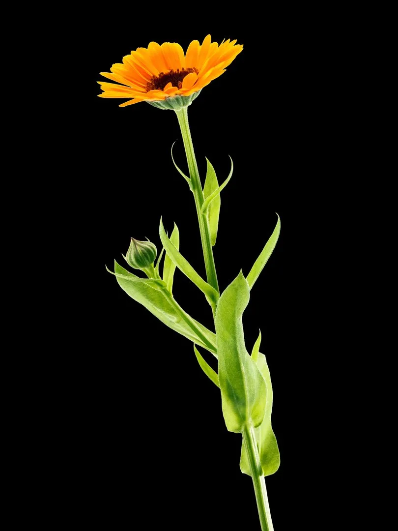 DG_PN1_Ringelblume Ringelblume