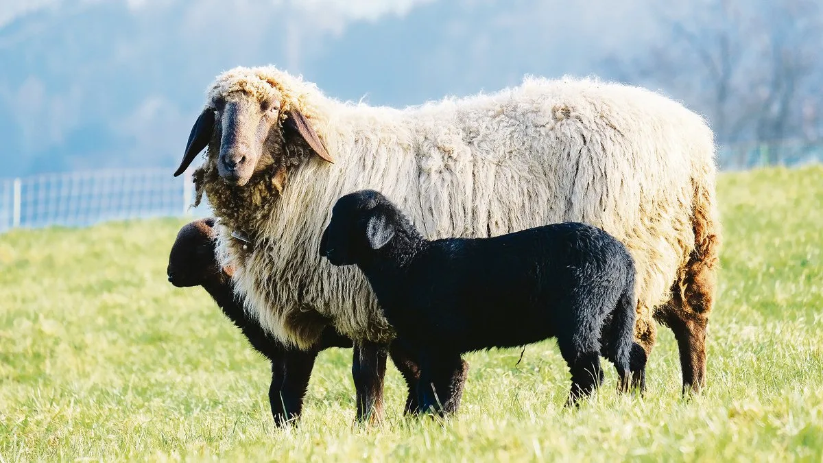 88f2a177e2e94a4bc95321bdaeb91cdcc8ca8073 Lammfleisch in der Schweiz wäre gesucht. Zwei Drittel vom Konsum muss immer noch importiert werden.(Bild zVg)