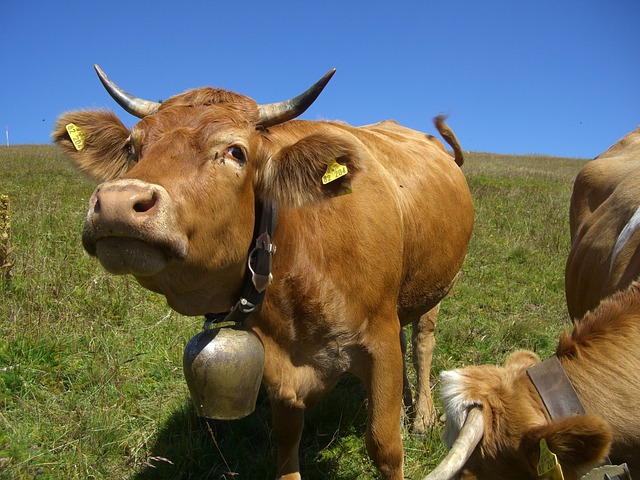 Kuhglocken dürfen weiter bimmeln. (Bild pixabay)