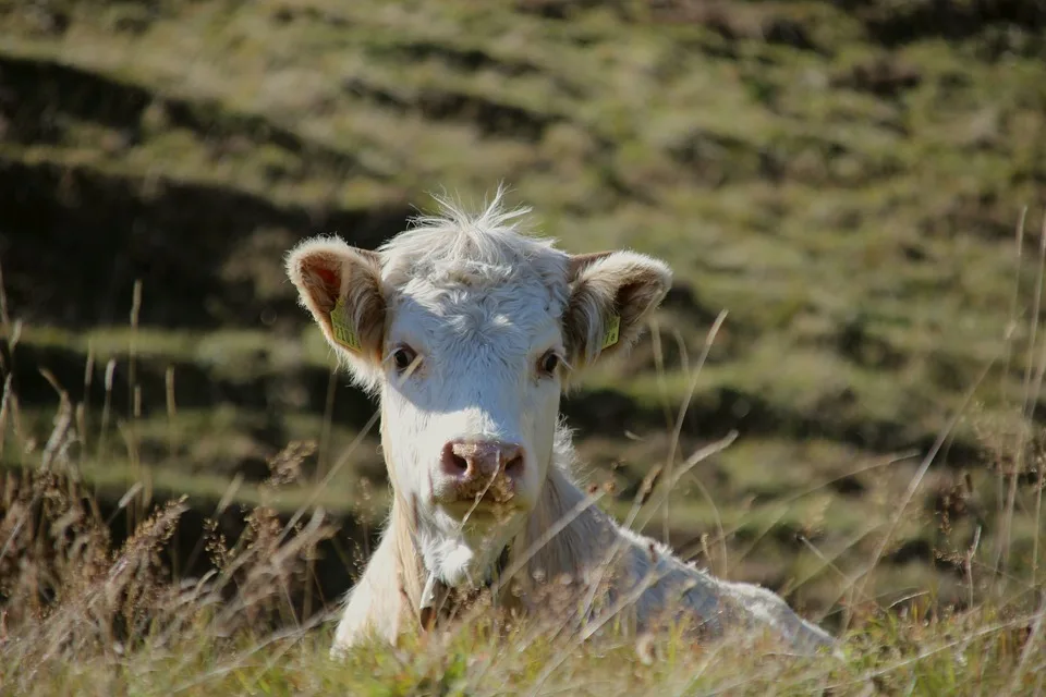 f2a41b900ba96acd275767e5f321ee953be637d6 Ein Kalb auf der Sömmerungsweide im Kanton Graubünden. (Symbolbild Pixabay)
