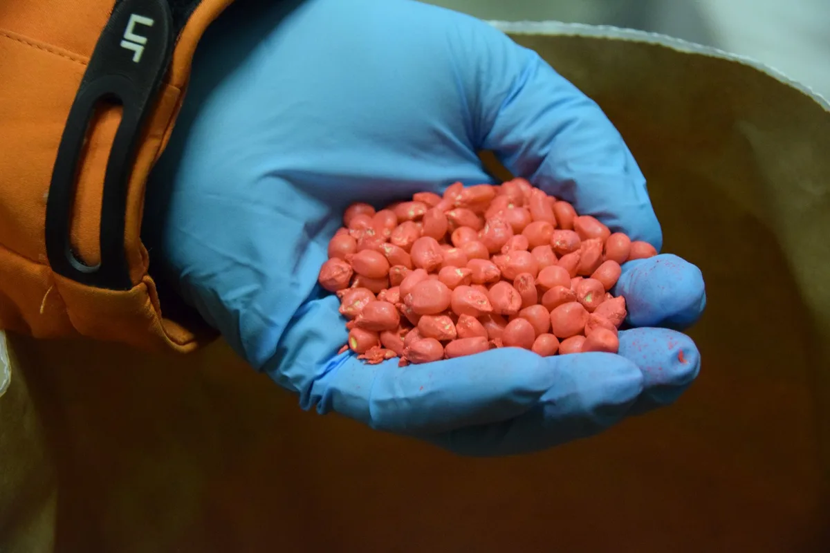 15422ff45851ef5f3b8047d896612454517527eb Saatgutproduzenten bieten Maissaatgut entweder mit Mesurol oder Korit gebeizt an. Beides sieht farblich gleich aus. (Bild Jasmine Baumann)