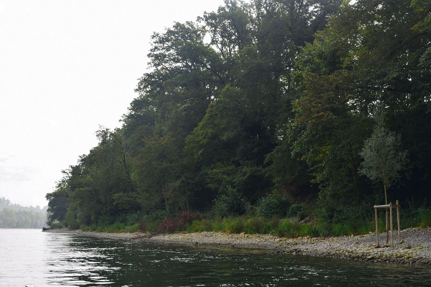 Der Galgenacker bei Diessenhofen war mit Betonplatten verbaut. Letzten Winter wurden Kiesflachufer angelegt und Weiden gepflanzt.
