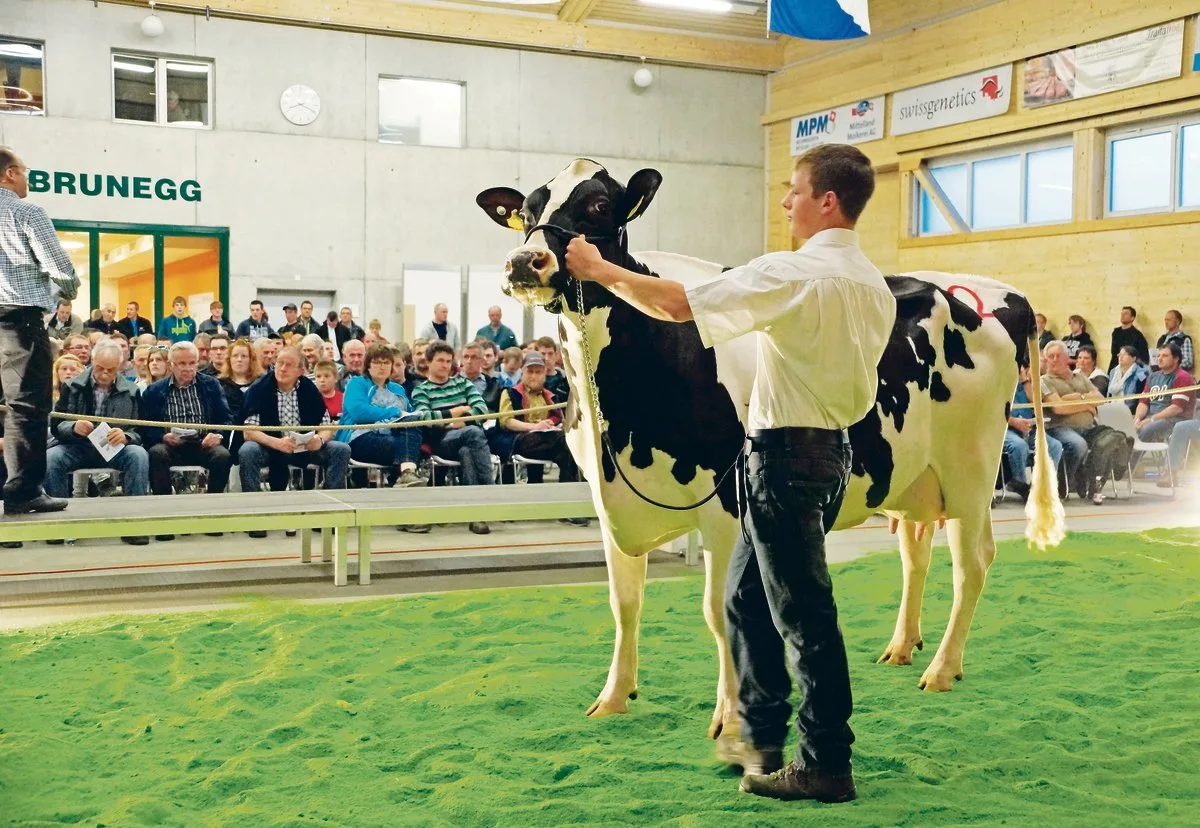56dbe89571c35a54211cbf10c7f2450025757de2 Heute läuft es rund in der Arena Brunegg: Für viele Käufer und Verkäufer von Milchvieh ist die Auktion «Rot und Schwarz» eine feste Grösse in der Vermarktung geworden. (Bilder Ruth Aerni)