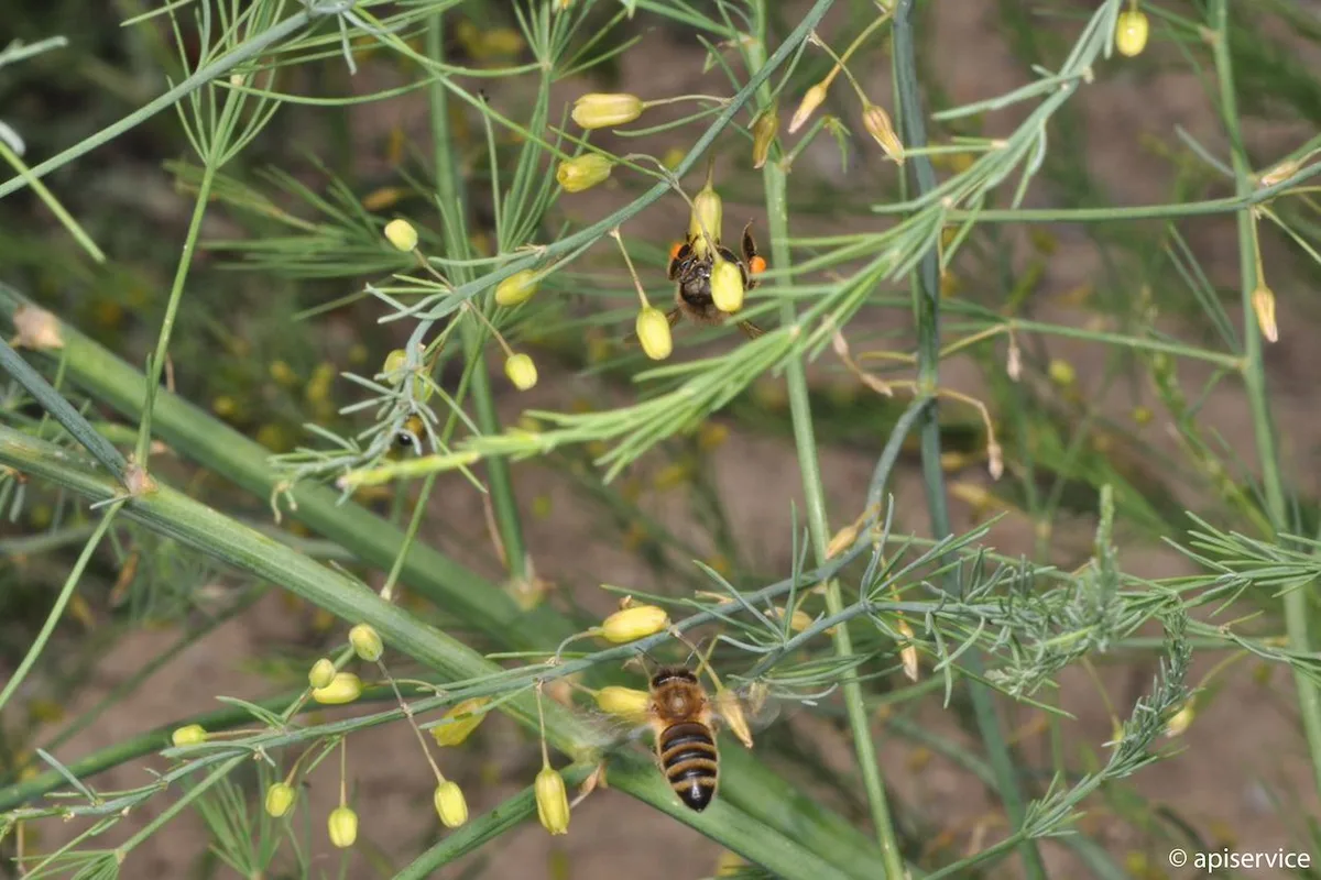b284644e43d06776fa8317974d26b56b202f8254 Blühende Spargeln sind für Bienen besonders attraktiv. Bei solchen Kulturen ist beim Pflanzenschutz grösste Vorsicht geboten und es sollte ausserhalb der Flugzeiten am Abend gespritzt werden. (Bild Apiservice)