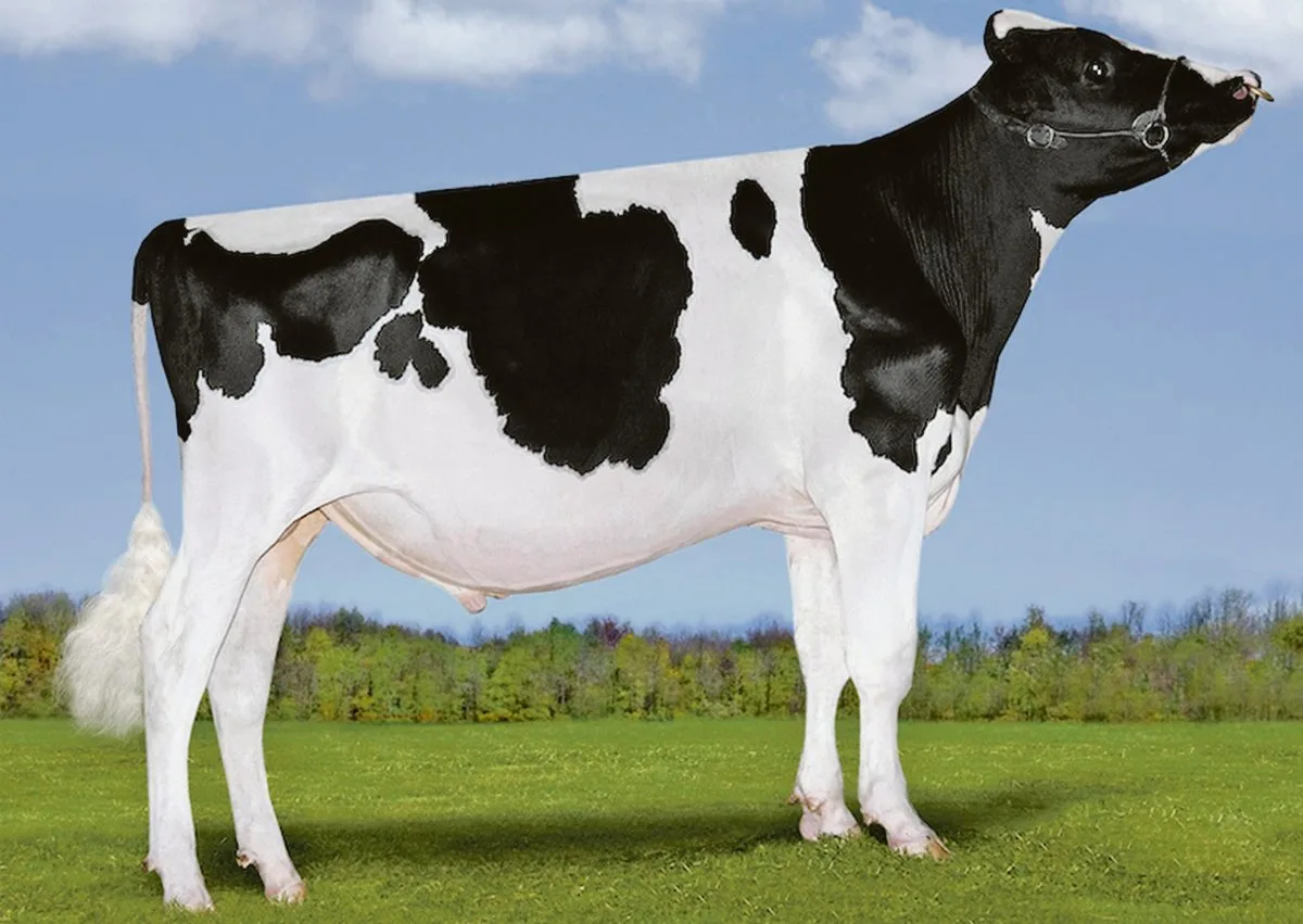 8e4efe49a058dea6a52143110b04a00de02e9924 Von Dymentholm Mr Apples Avalanche stehen mindesten neun Töchter in der Schweiz. Er ist ein direkter Sohn einer geklonten Kuh und damit «unerwünscht» hierzulande. (Bild Patty Jones)