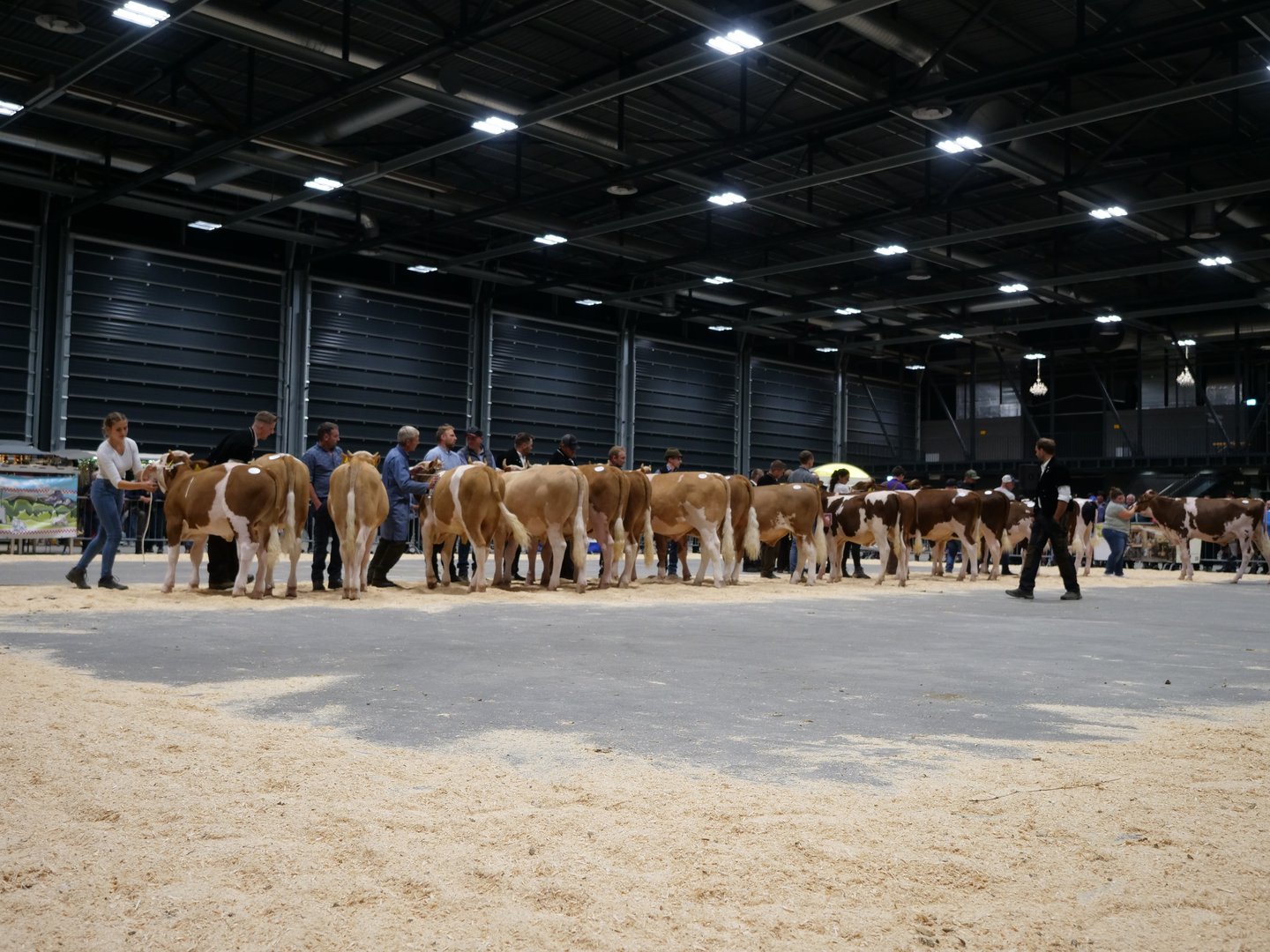 Bekannte Simmentaler- und Swiss-Fleckvieh-Stiere sind Träger unterwünschter Haplotypen